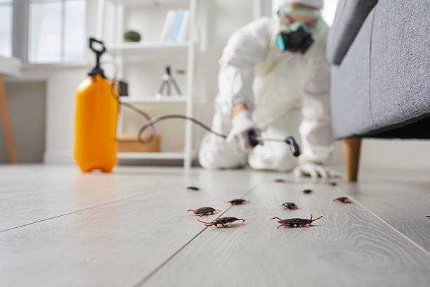 Post-Treatment Bed Bug Interceptor Monitoring in Paul